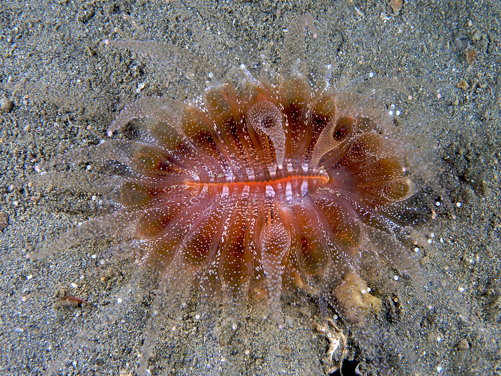 Photograph showing a polyp of the solitary coral Flabellum sp.