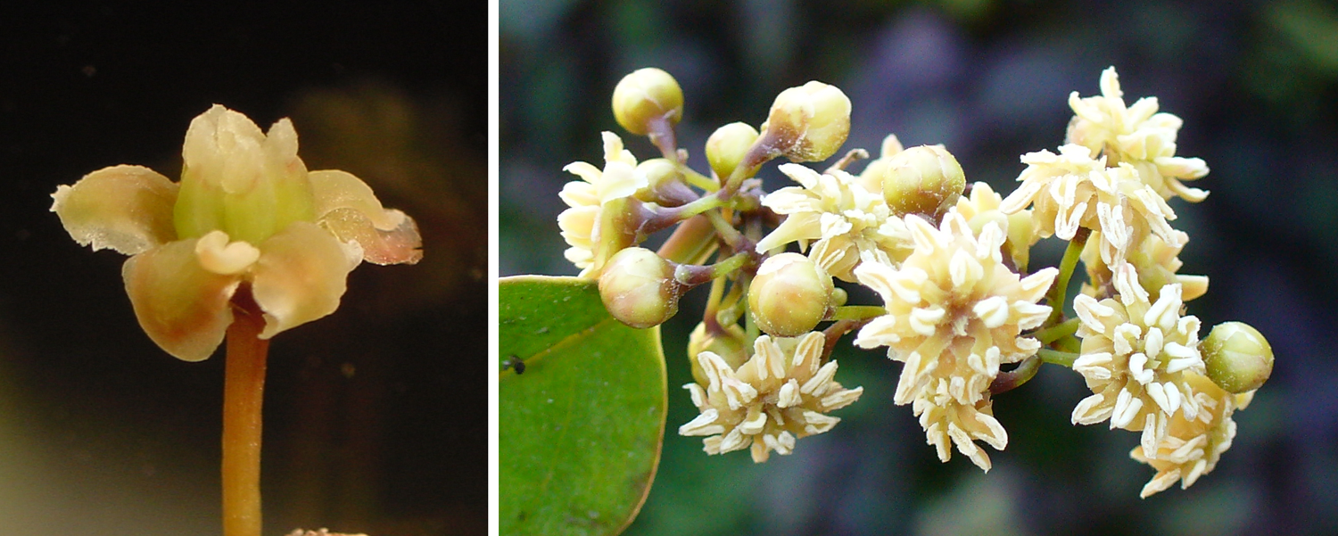 2-Panel figure of Amborella flowers. Panel 1: A female flower. Panel 2: Male flowers.