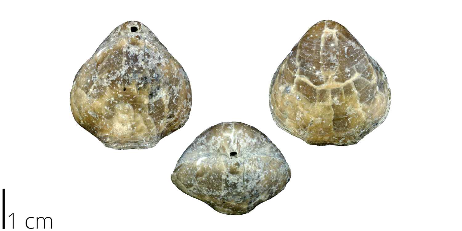 Composita subtilita, an athyrid brachiopod from the PRI collections