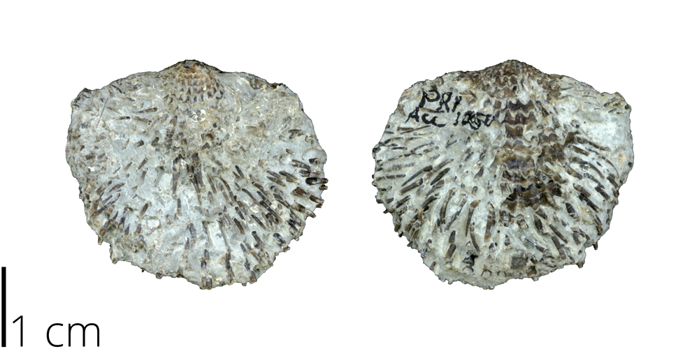 Atrypa spinosa, an atrypid brachiopod from the PRI collections