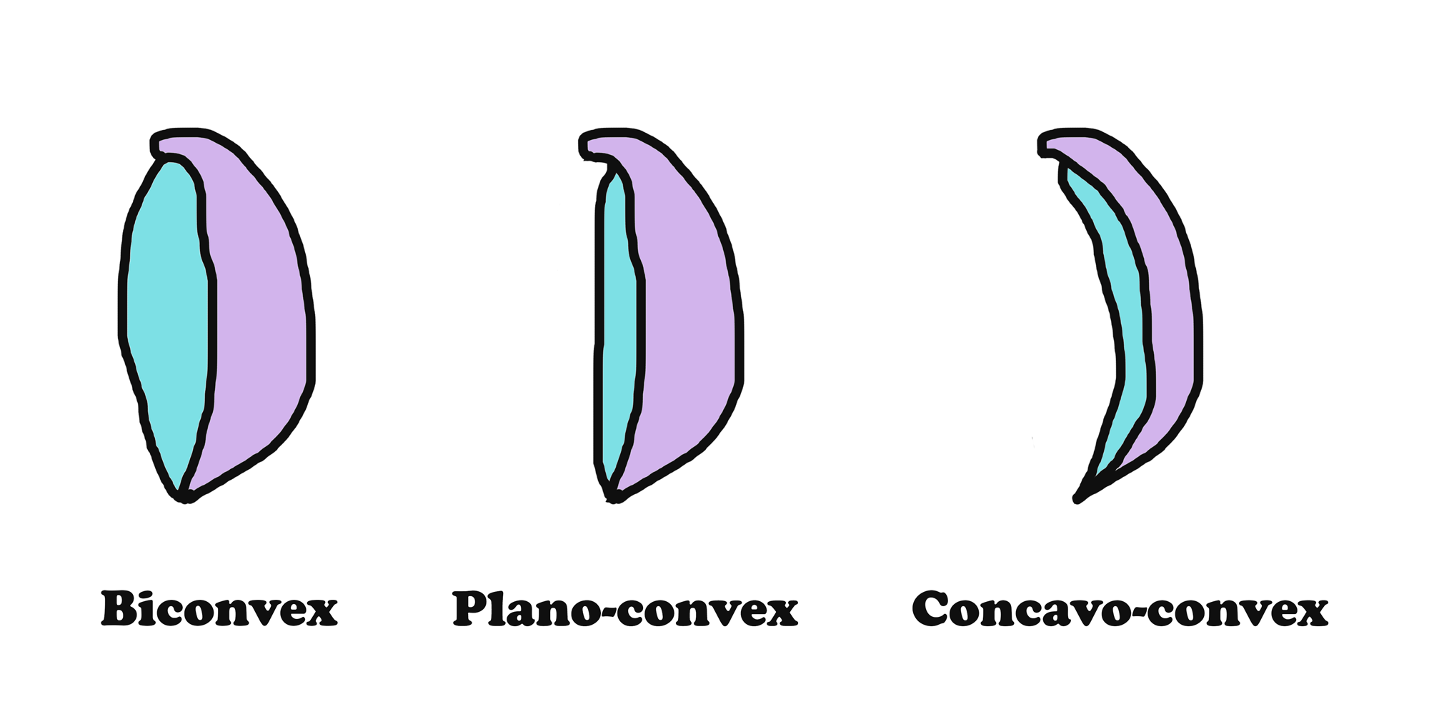 Schematic of brachiopod shell shapes
