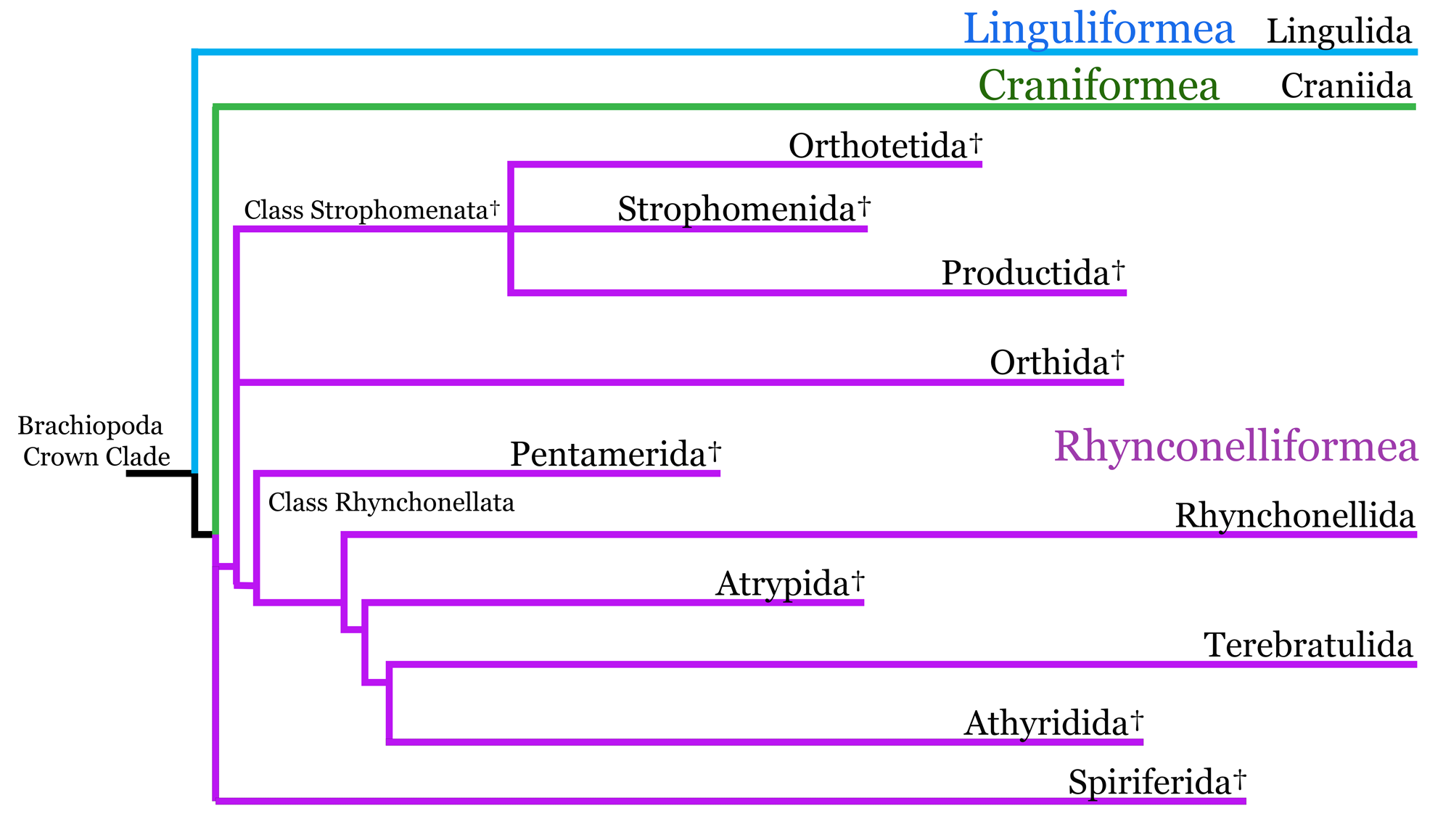 Brachiopod phylogeny of major orders