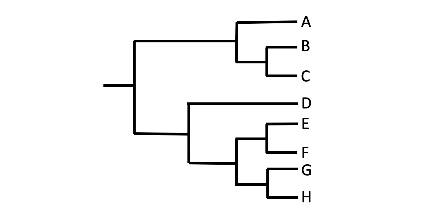 Tree a phylogenetic parts of 20.1: Organizing