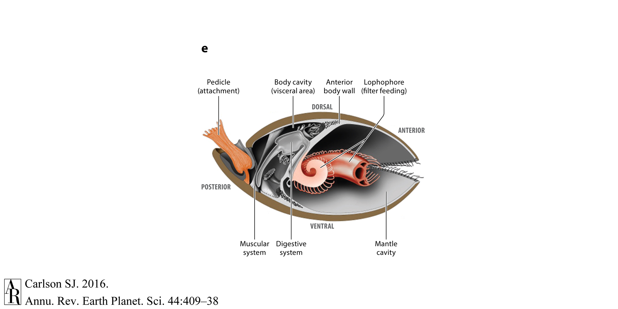 Labelled anatomy of a brachiopod