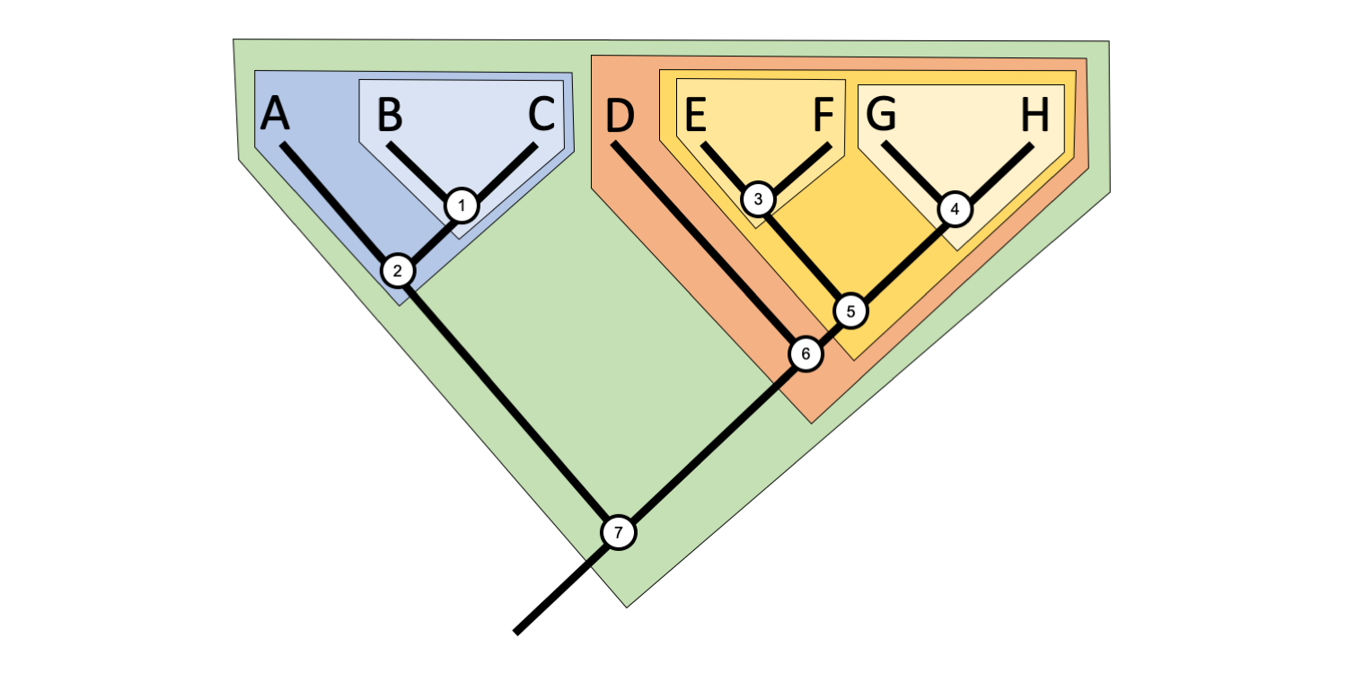 Example of a phylogenetic tree with hierarchically-nested clades.