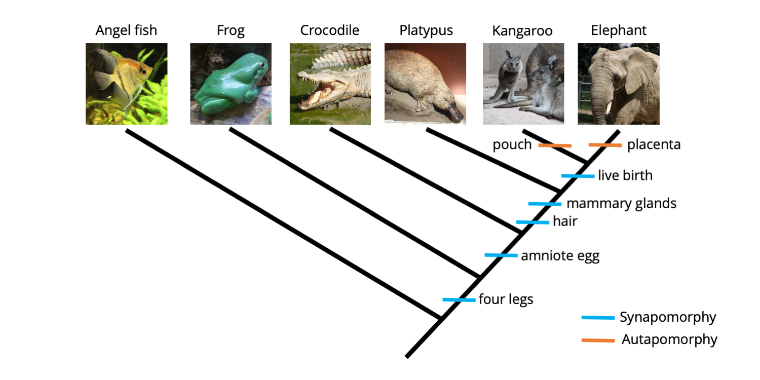 Example of a phylogenetic tree of vertebrates, with characters mapped on the branches, two of which are autapomorphies.