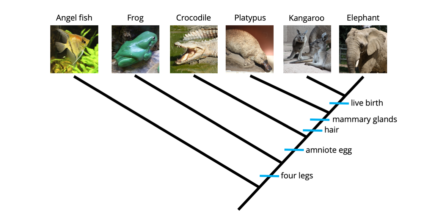 Example of a phylogenetic tree of vertebrates, with characters mapped on the branches.