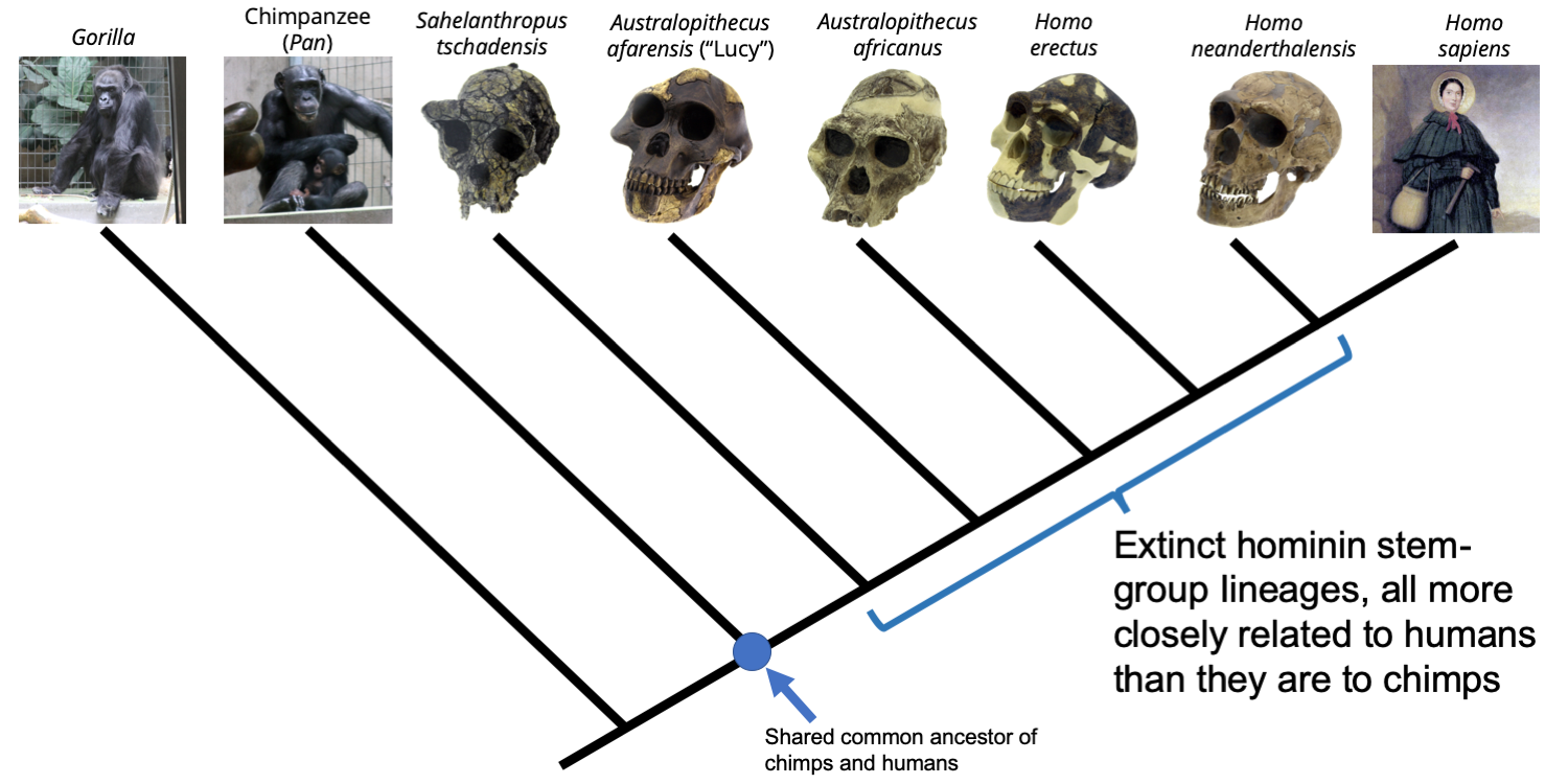 Phylogenetic tree depicting the relationships between extant great apes and extinct, stem-group hominins.