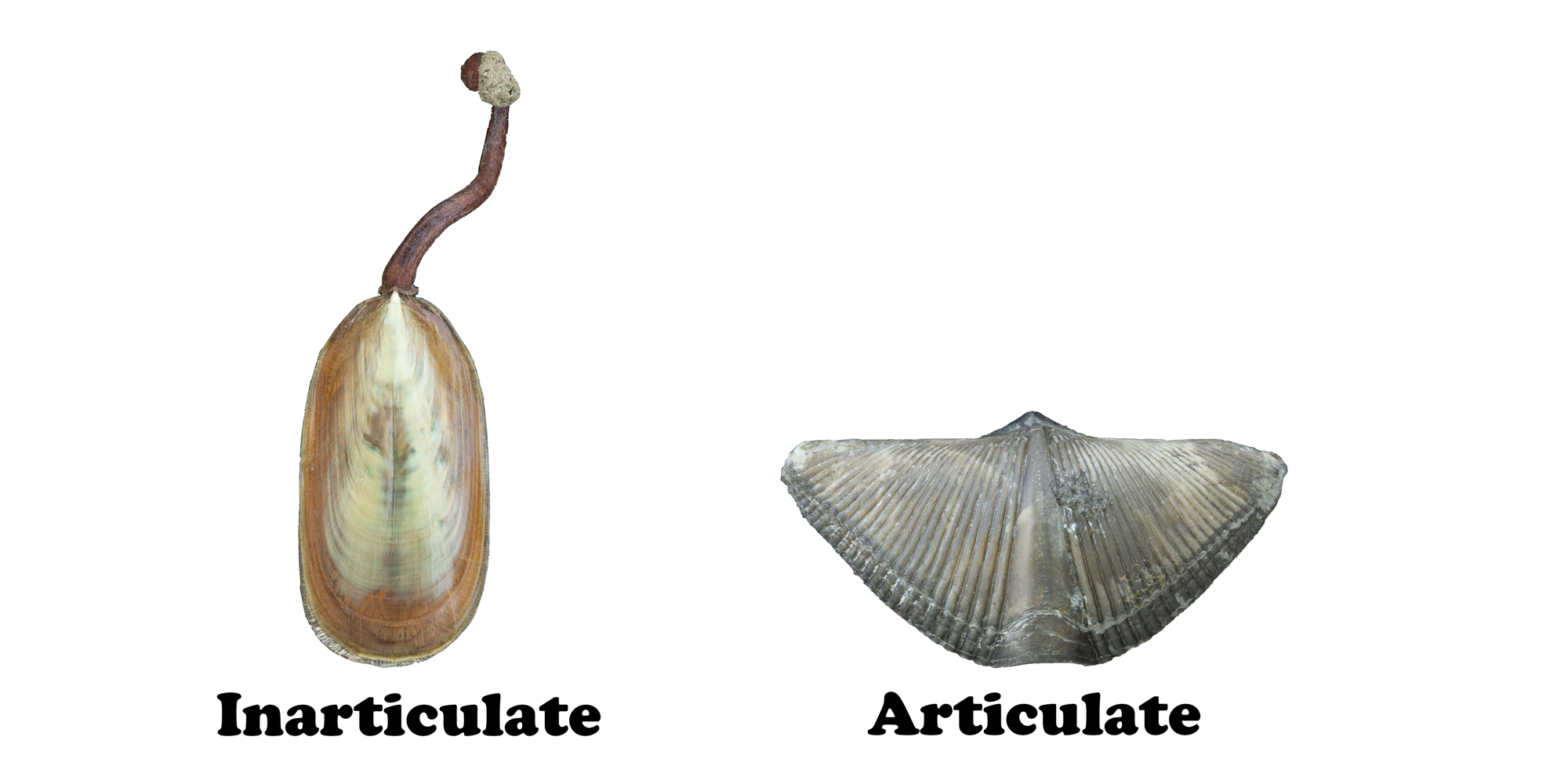 Comparison of an inarticulate and articulate brachiopod