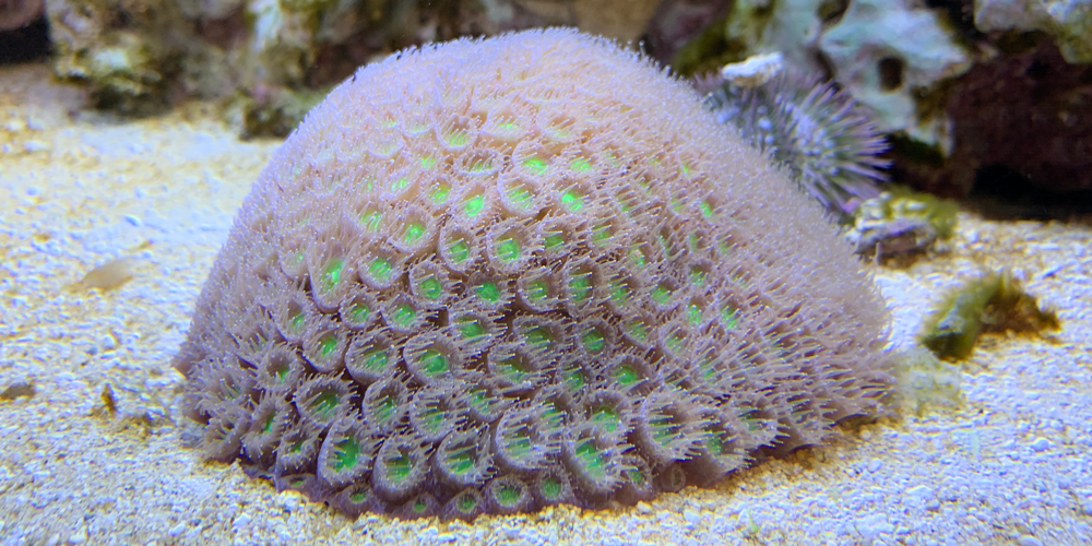 Photograph of polyps of the colonial scleractinian coral Montastraea cavernosa