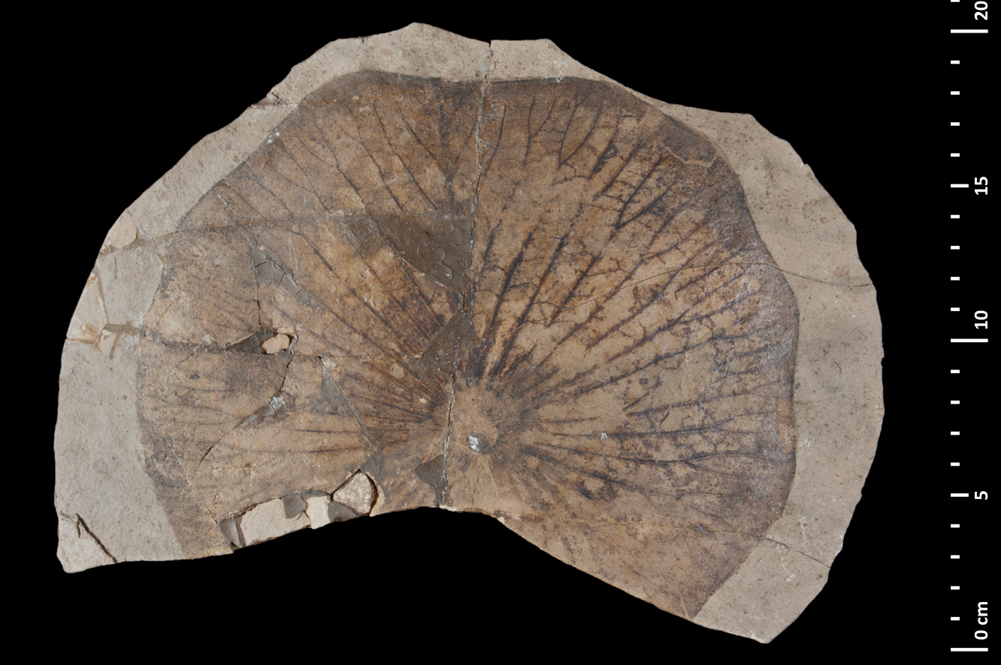 A fossil water lily leaf from the Miocene of France.