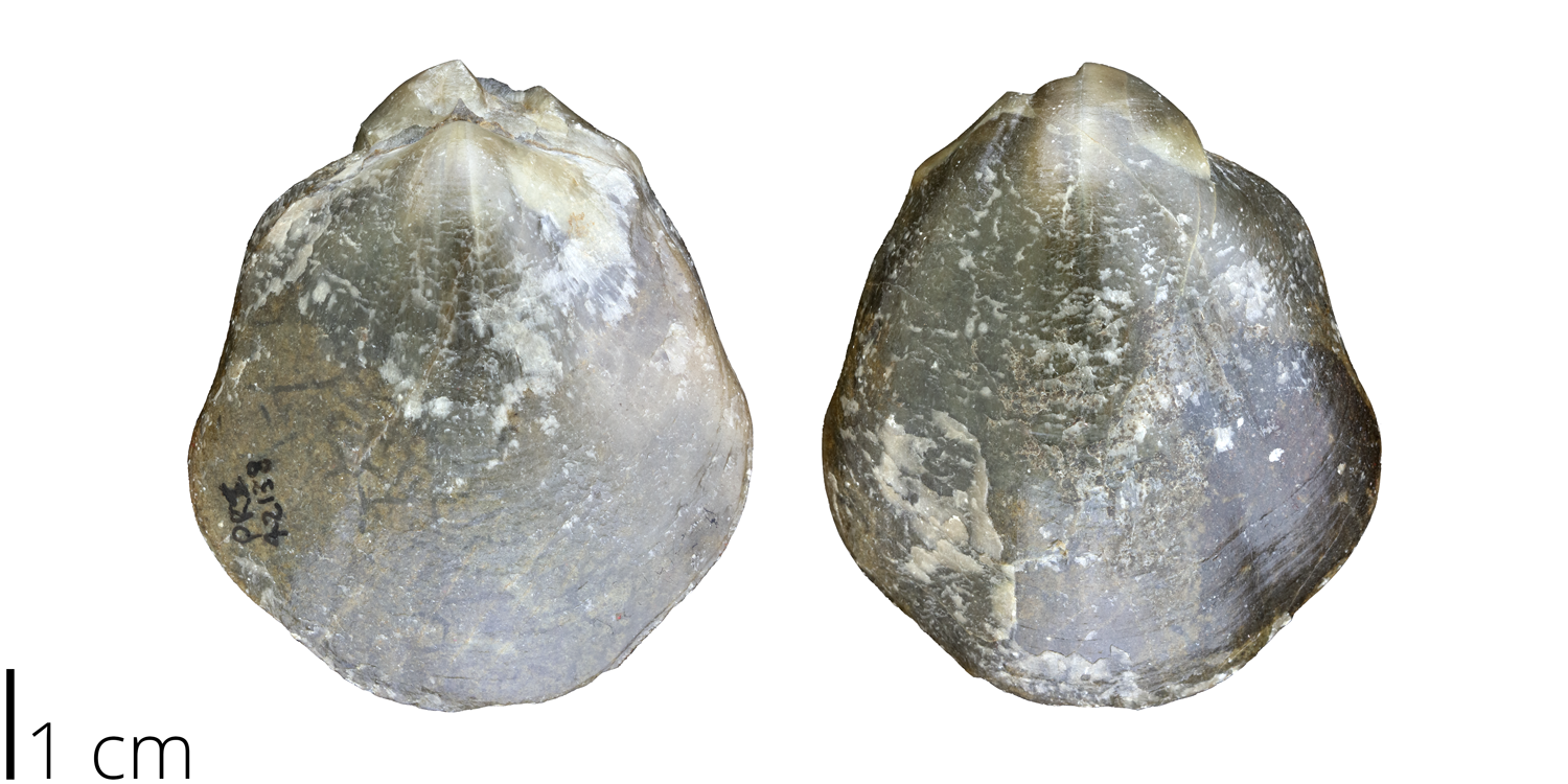 Pentamerus oblongus, a pentamerid brachiopod from the PRI collections