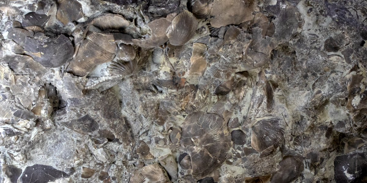 Ordovician slab of brachiopod fossils