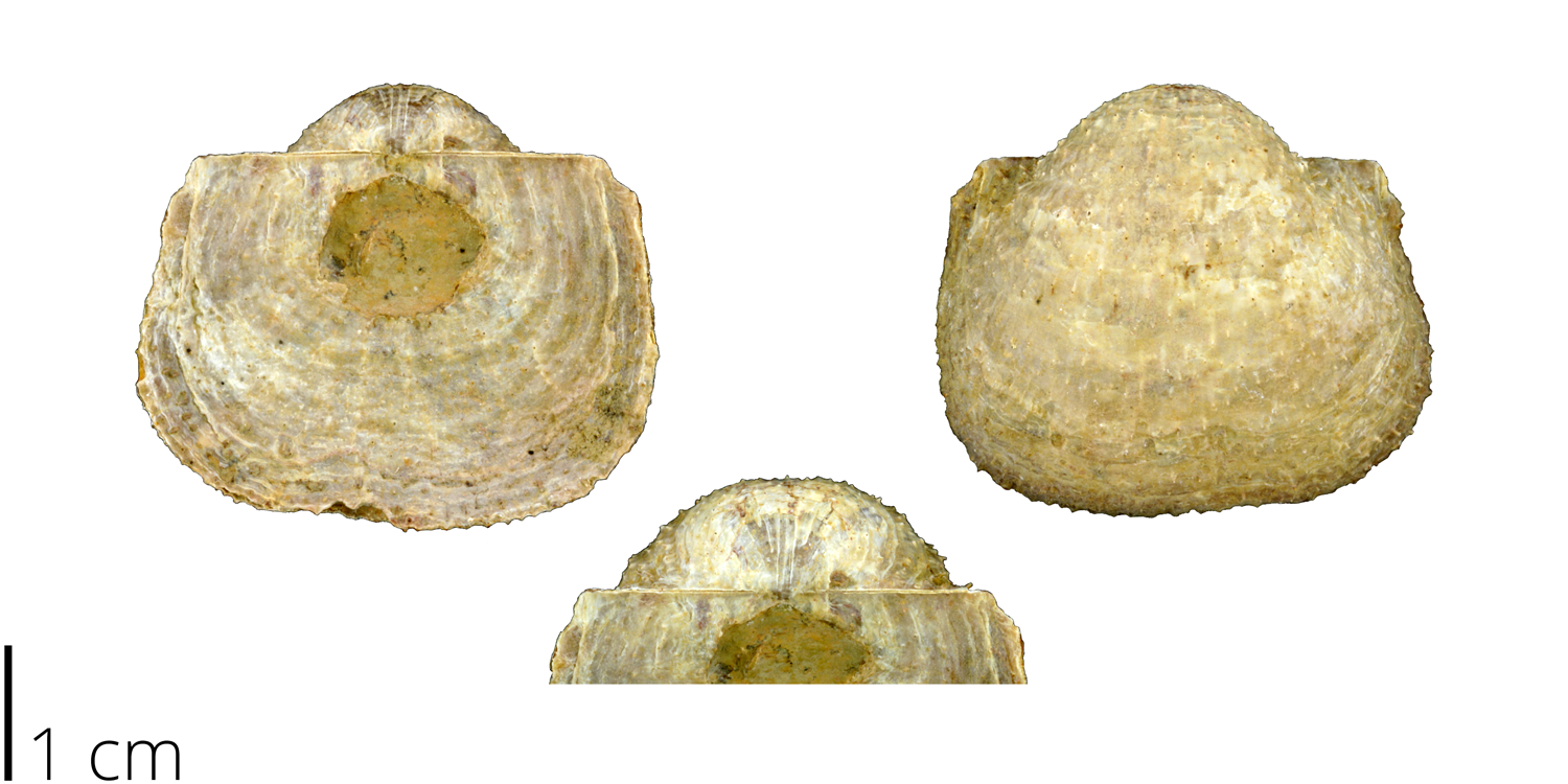 Pulchratia symmetrica, a productid brachiopod from the PRI collections