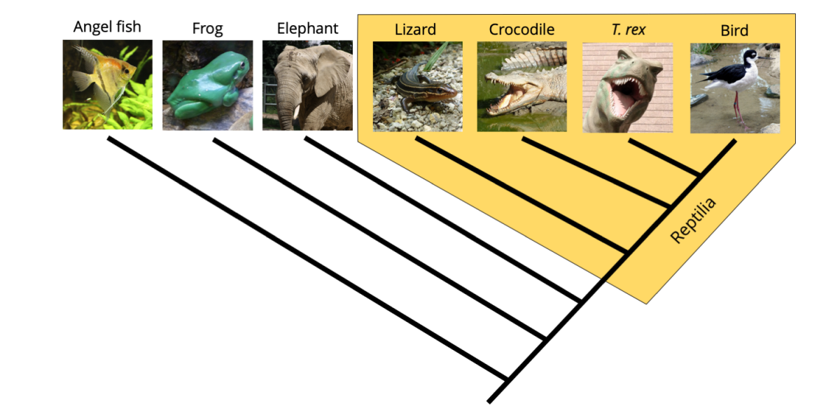 2 4 Phylogenetic Trees And Classification Digital Atlas Of