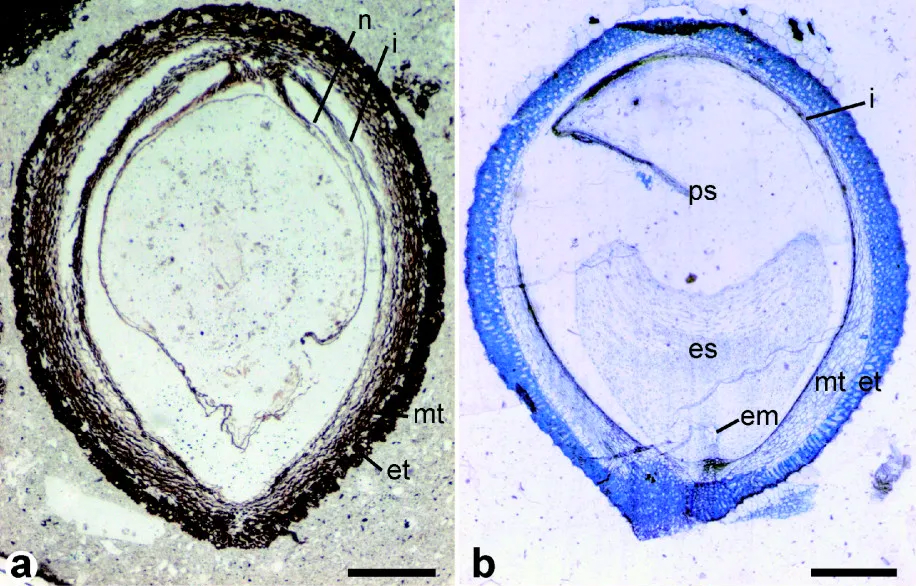 2-Panel figure showing longitudinal sections of seeds. Panel 1: Trimenia-like fossil seed. Panel 2: Trimenia seed.