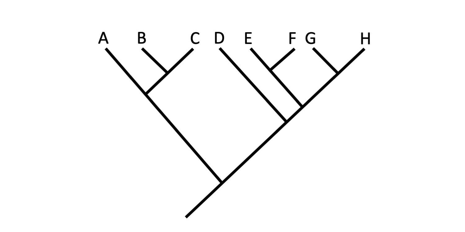 Image shows an example of a hypothetical phylogenetic tree.