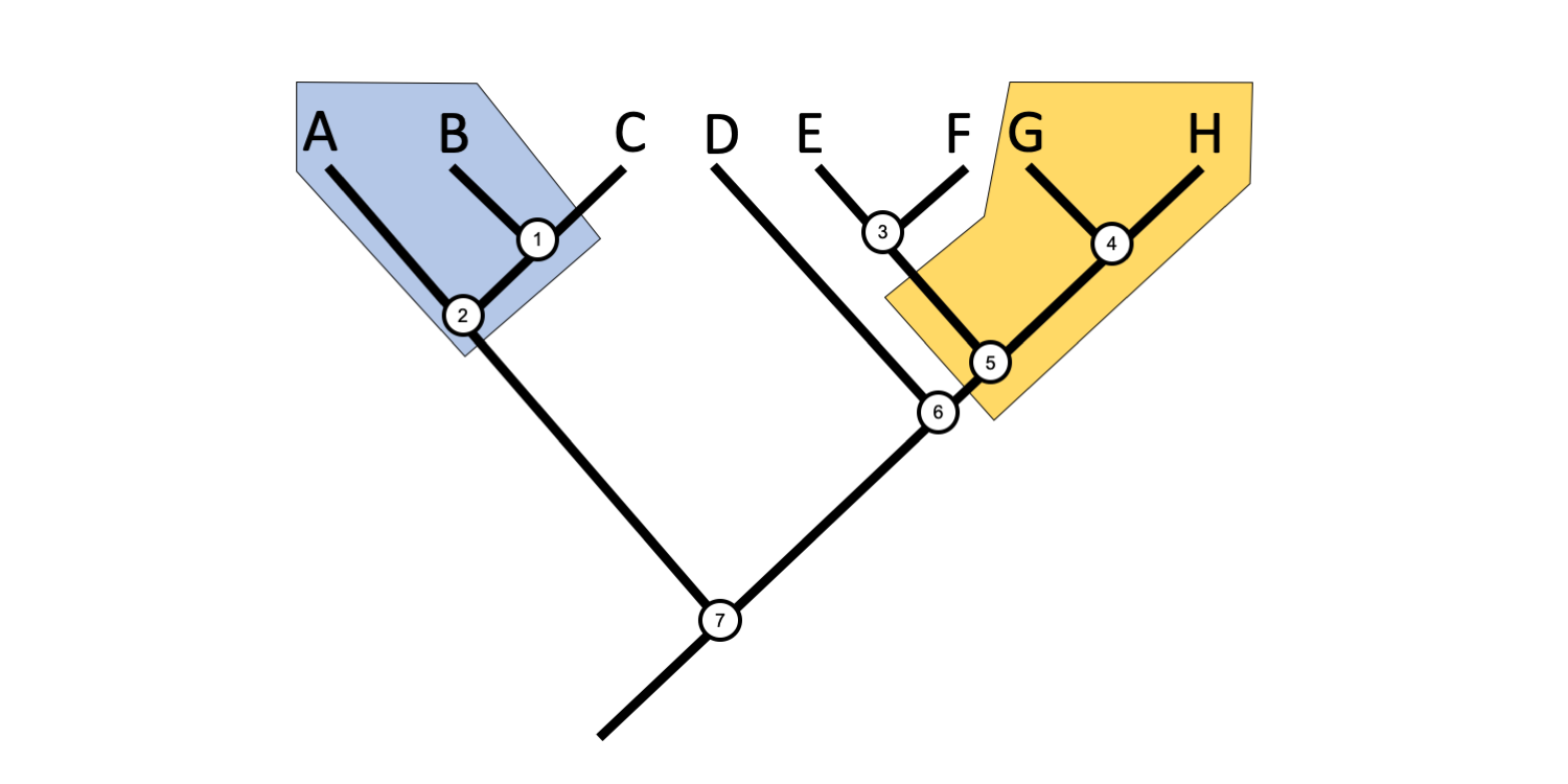 Phylogenetic tree that depicts two paraphyletic groups.