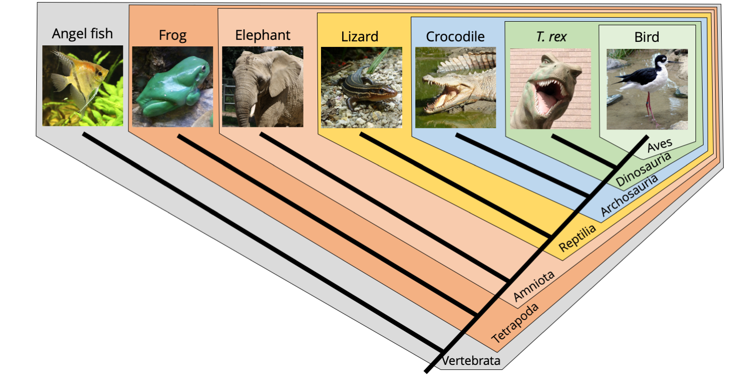 Example of a phylogenetic tree with nested monophyletic clades of vertebrates.