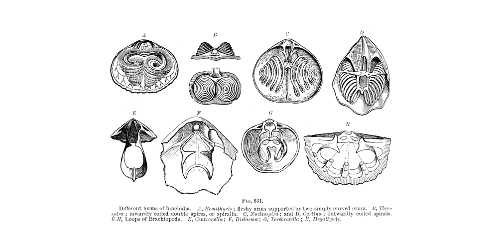 Diversity of brachiopod brachidia