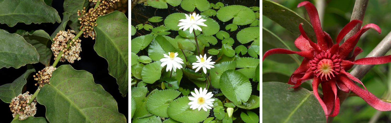 3-Panel figure showing ANA-grade plants. Panel 1: Amborella. Panel 2: Water lilies. Panel 3: Florida anise tree.