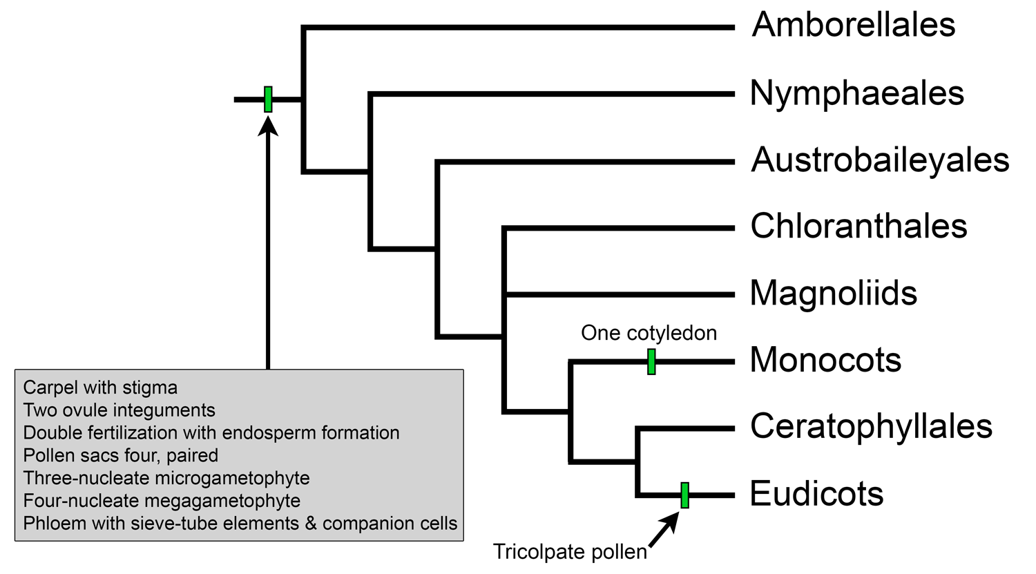 Tree of angiosperm relationships under the APG IV system, 2016.