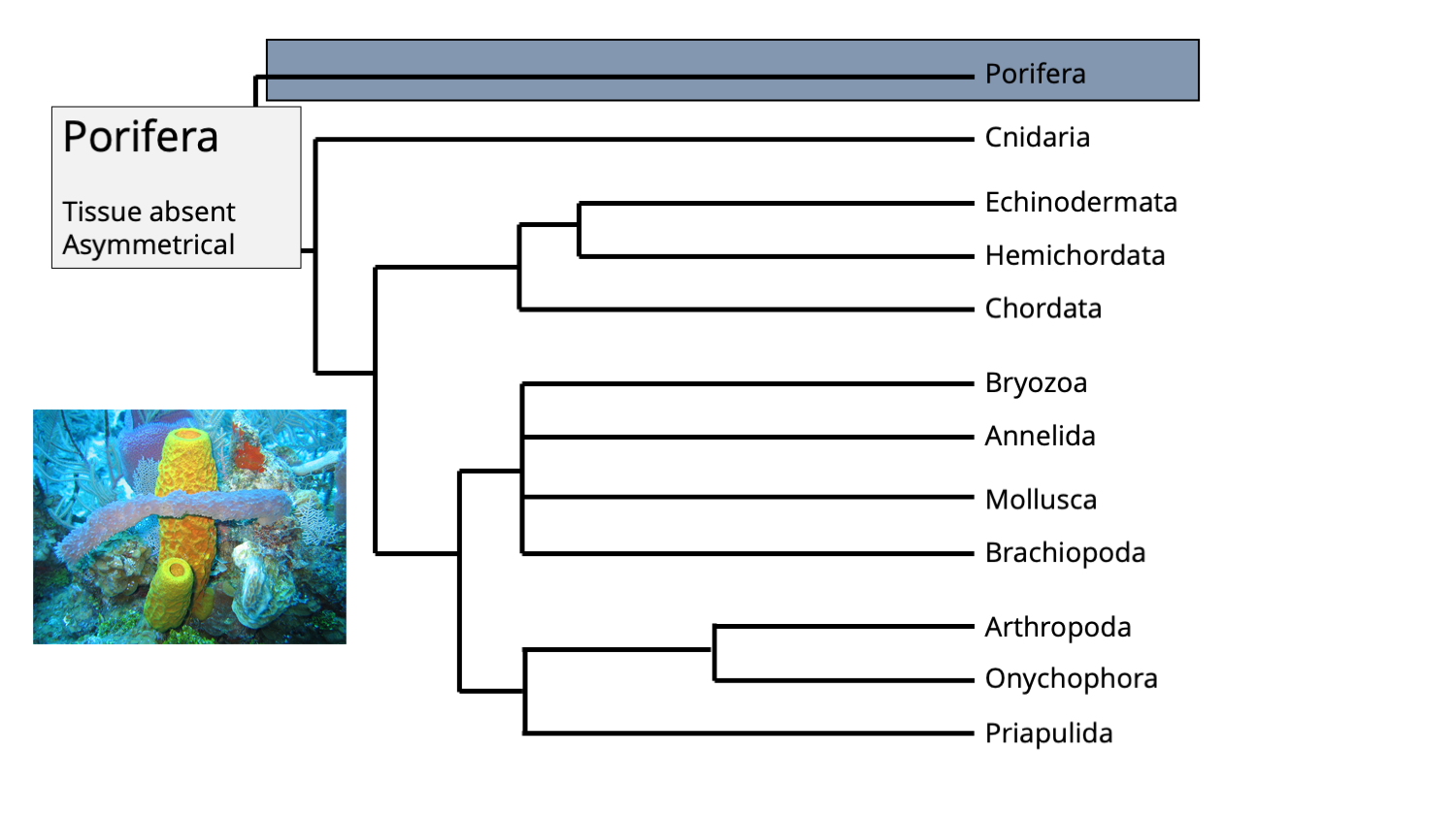 Diagram of Porifera within animal phylogeny
