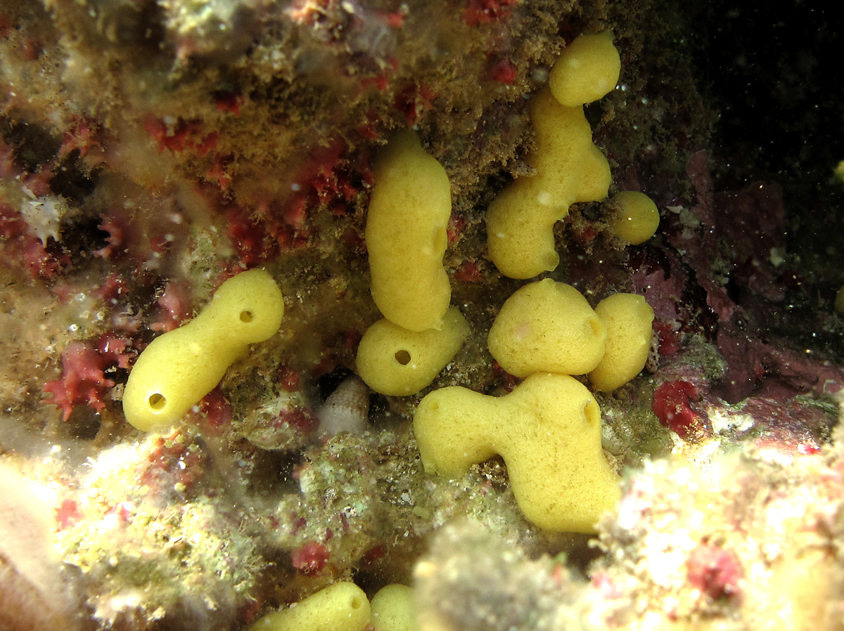 Photograph of calcareous sponge Leucetta chagonensis