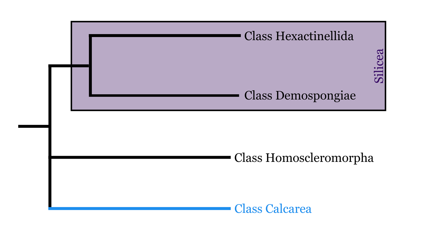Diagram of class Calcarea phylogeny