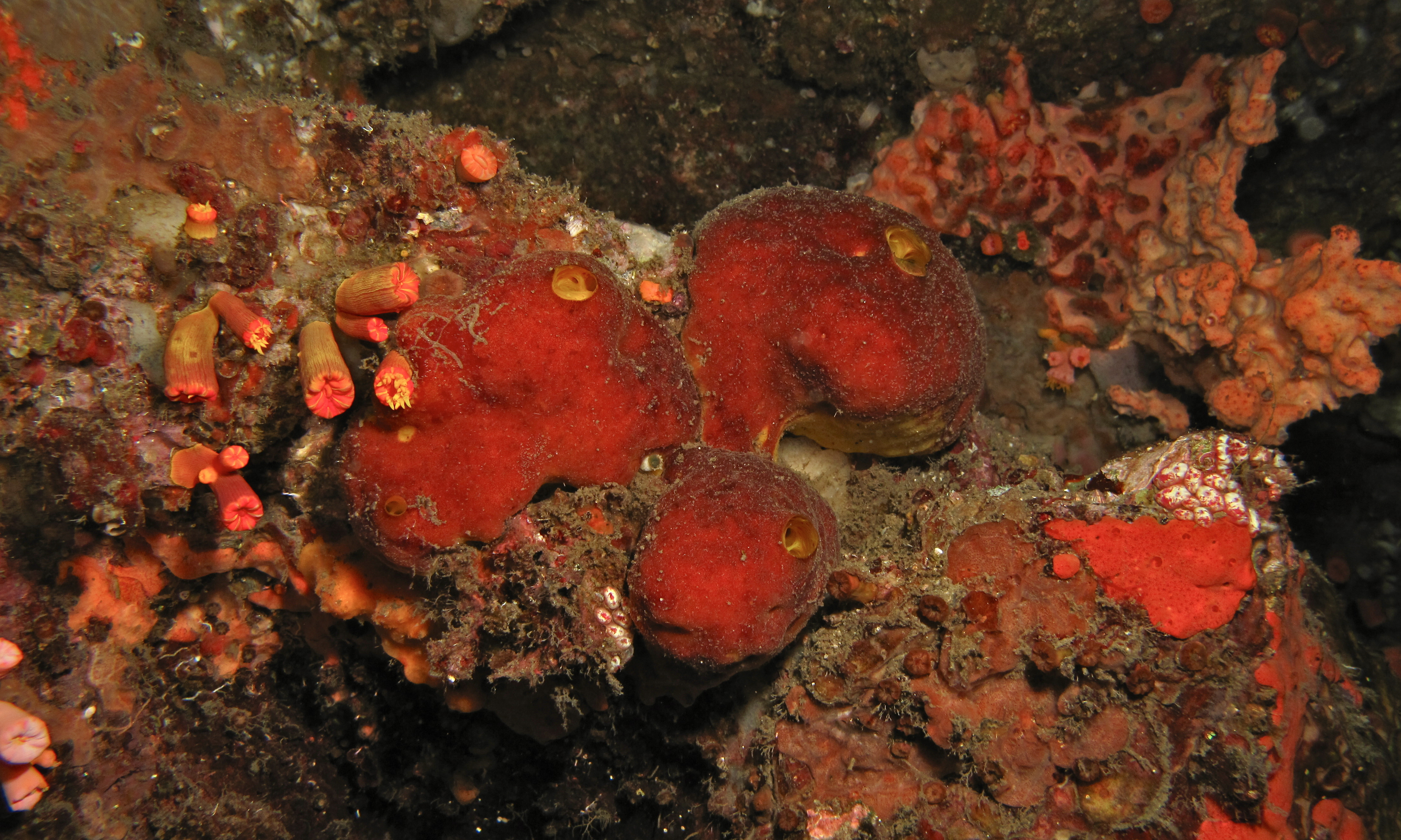 Photograph of calcareous sponge from family Leucettidae