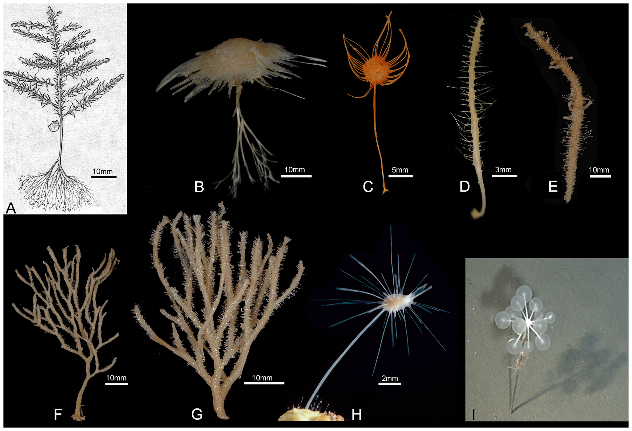 Photographs of carnivorous sponges