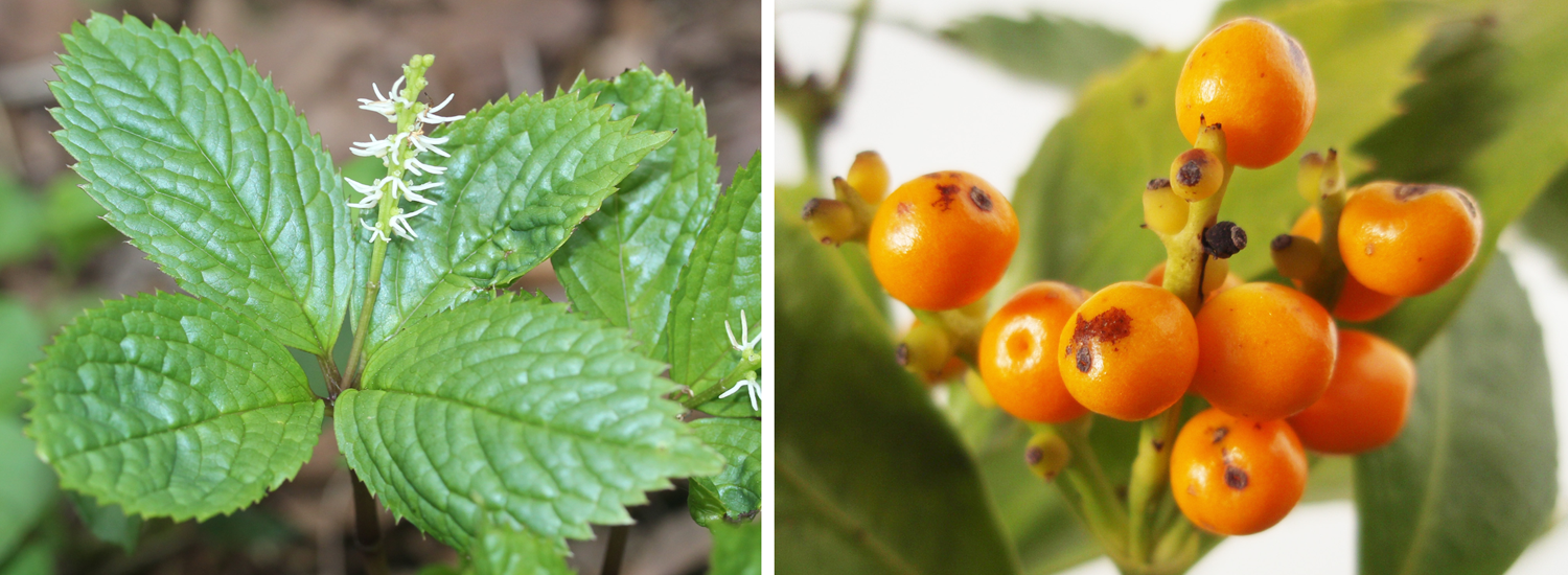 2-Panel figure. Panel 1: Japanese chloranthus with leaves and flowers. Panel 2: Fruits of Sarcandra.