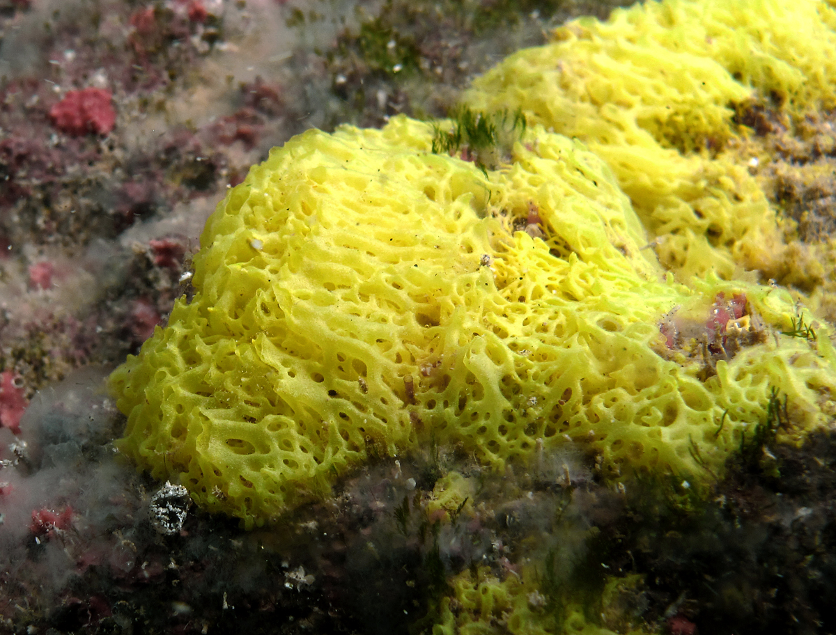 Photograph of calcareous sponge Clathrina darwinii