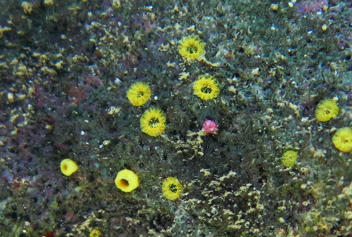 Photograph of living boring sponges