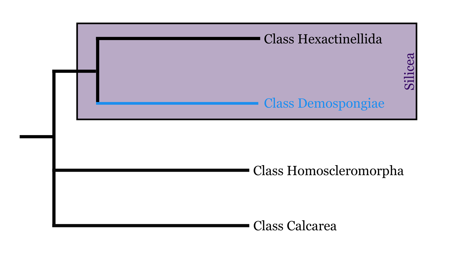 Diagram of Demospongiae phylogeny