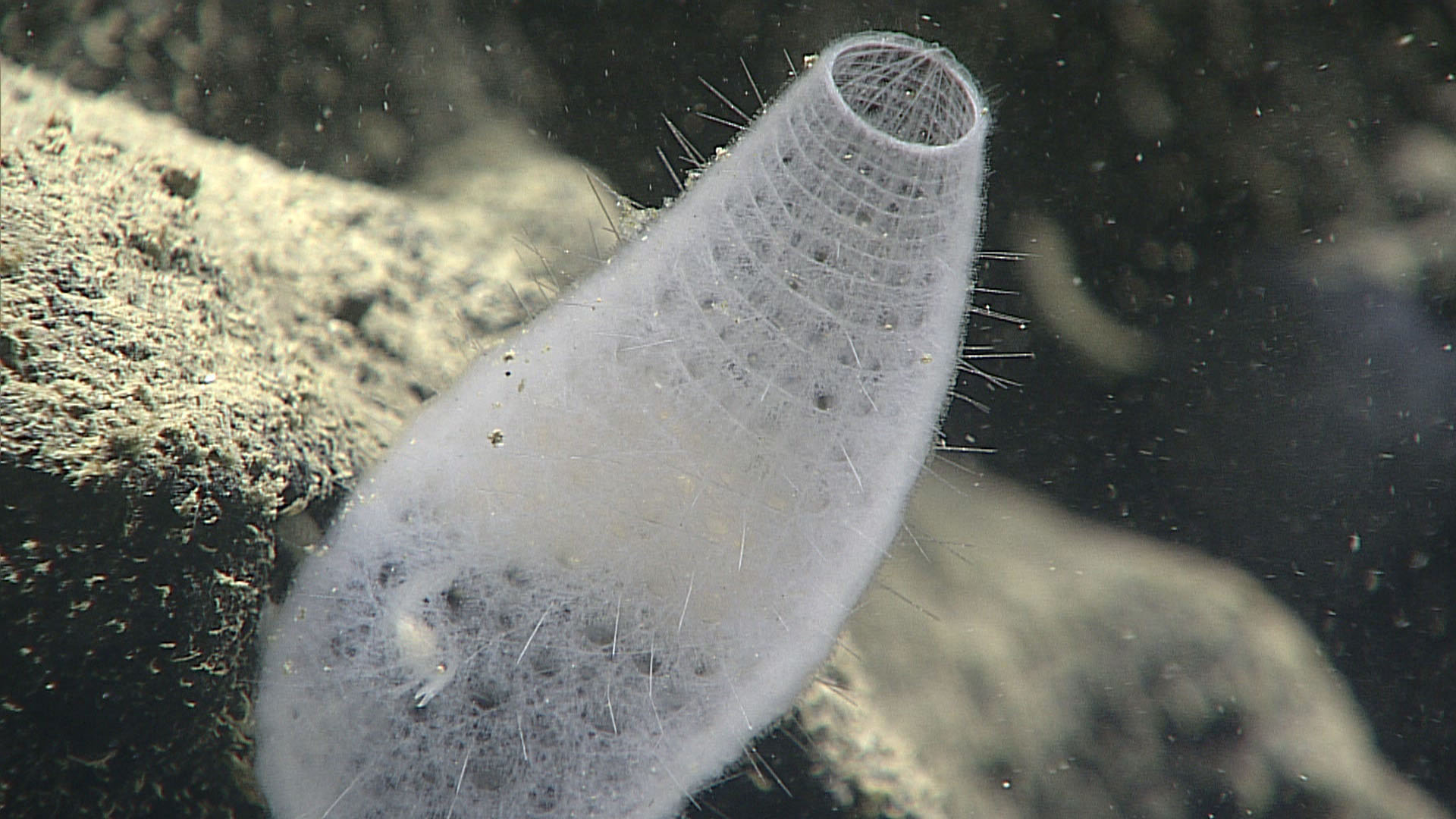 Photograph of Venus flower basket sponge with trapped shrimp inside