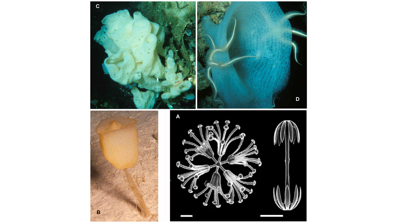 Photograph of Hexactinellida diversity and spicules