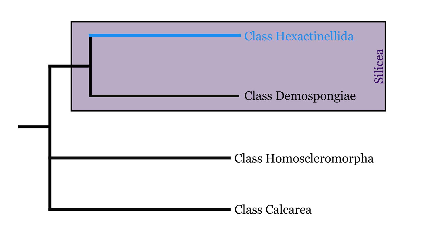 Diagram of Hexactinellid phylogeny