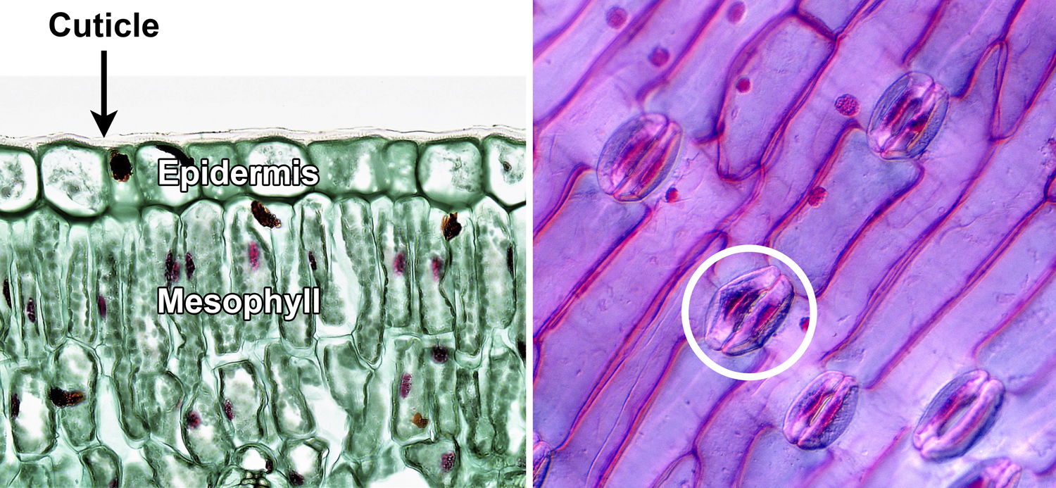 2-Panel figure. Panel 1: Cross section of a privet leaf showing cuticle, upper epidermis, and mesophyll. Panel 2: Epidermis of a tulip leaf, showing elongated epidermal cells and stomata flanked by kidney-shaped guard cells.