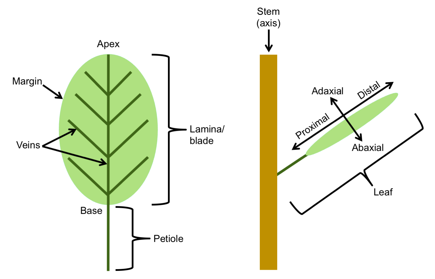 2 Diagrams. Diagram 1: Parts of a leaf. Diagram 2: Leaf attached to a stem with terms for directions labelled.