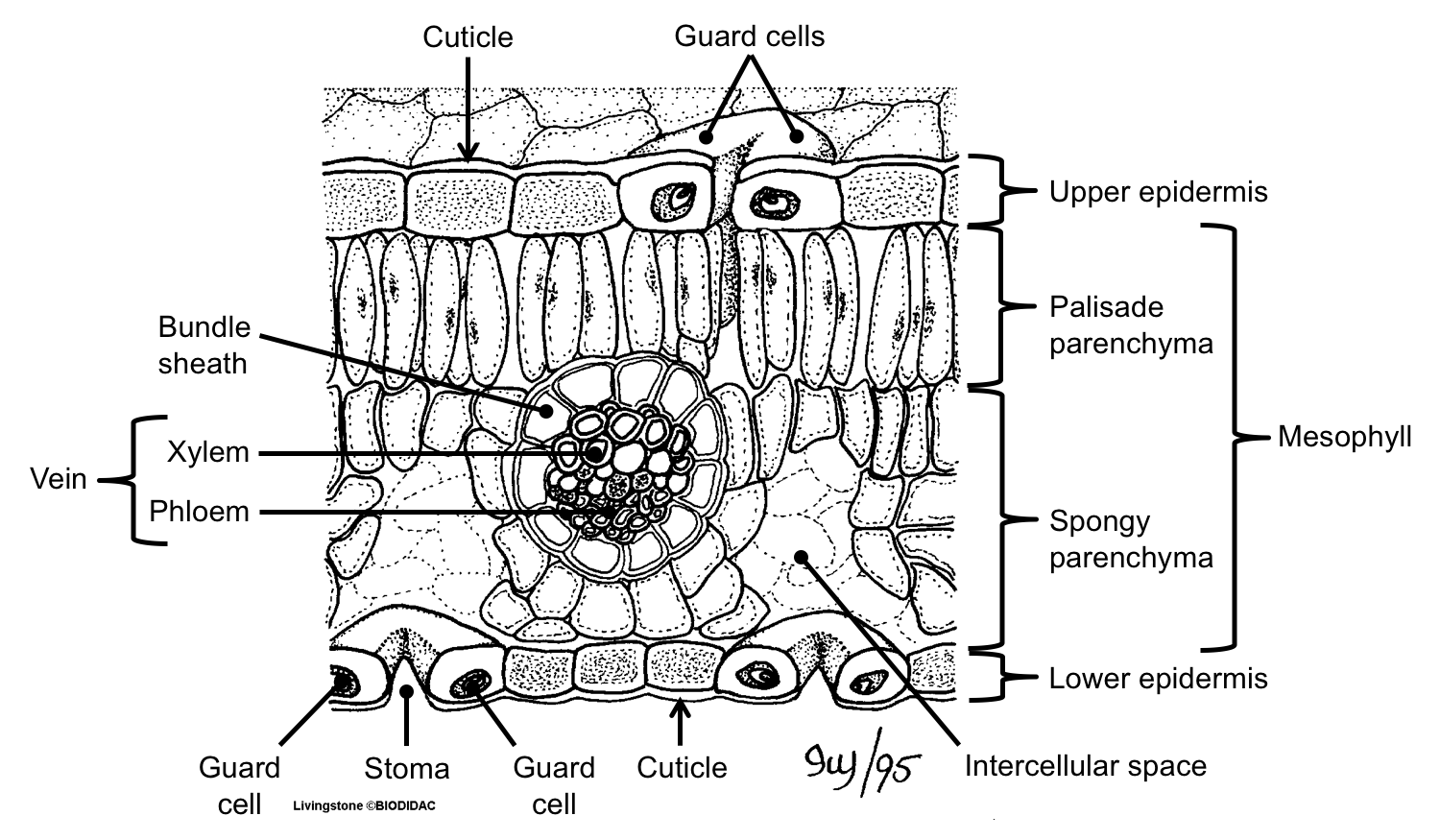 Diagram of a leaf in cross-section. 
