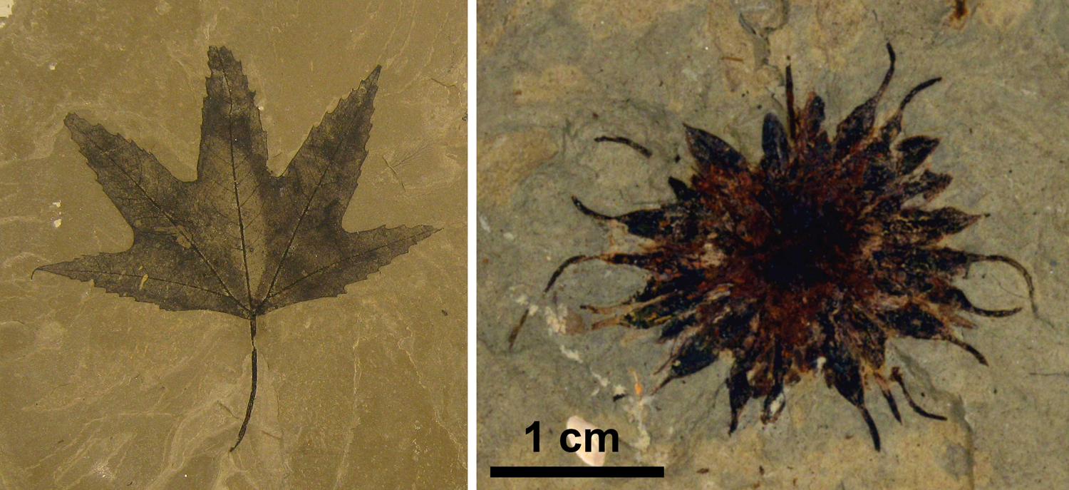 2-Panel figure. Panel 1: Palmately-lobed leaf of Macginitea. Panel 2: Fruit of Macginicarpa.