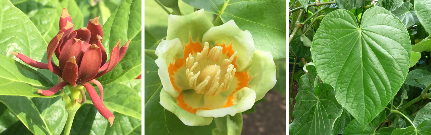 3-Panel figure showing magnoliids. Panel 1: Sweetshrub flower. Panel 2: Tulip tree flower. Panel 3: Leaf of kava.