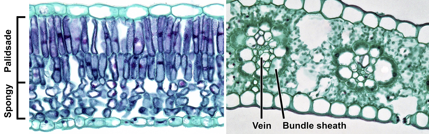 2-Panel figure showing leaf mesophyll. Panel 1: Mesophyll of a lilac leaf showing palisade and spongy parenchyma. Panel 2: Mesophyll of a maize leaf showing homogenous mesophyll.