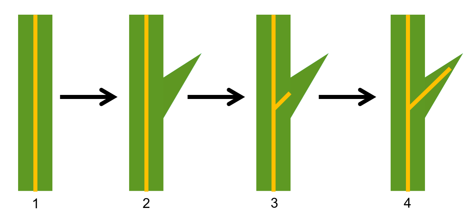 Diagram showing the steps in the origin of the microphyll.