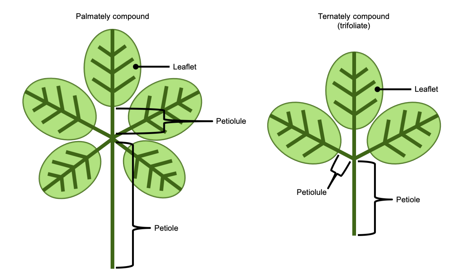 2 Diagrams of compound leaves. Diagram 1: Palmately compound (leaflets radiating from one point). Diagram 2: Ternately compound leaf (3 leaflets radiating from one point).