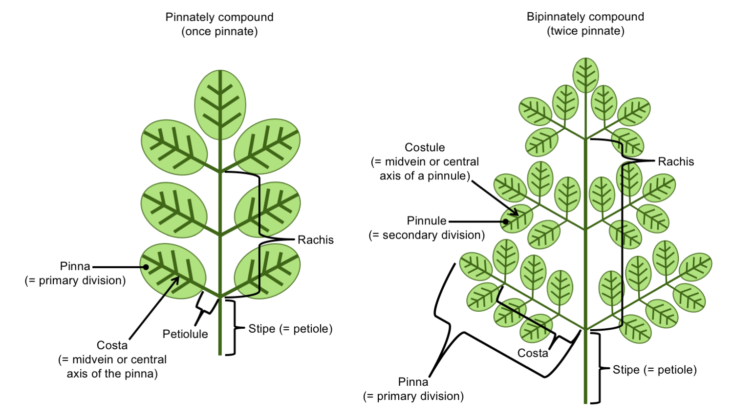 Diagrams showing a pinnately compound and bipinnately compound leaf labelled using terminology for ferns.