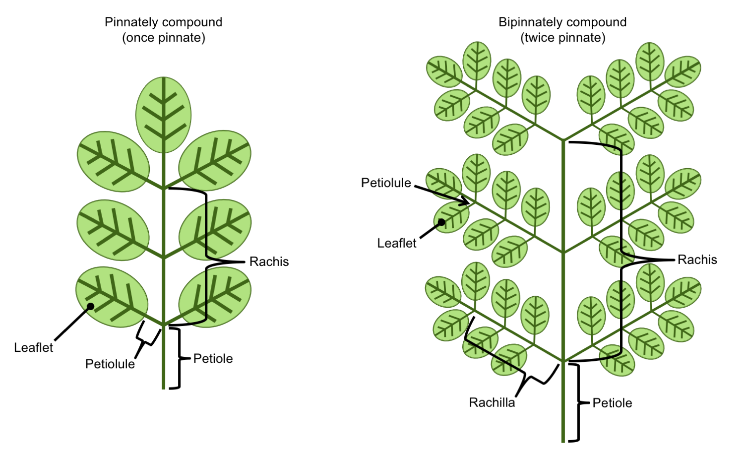 Diagrams showing pinnately compound leaves. Left: Once-pinnately compound leaf. Right: Twice-pinnately compound leaf (bipinnately compound leaf).