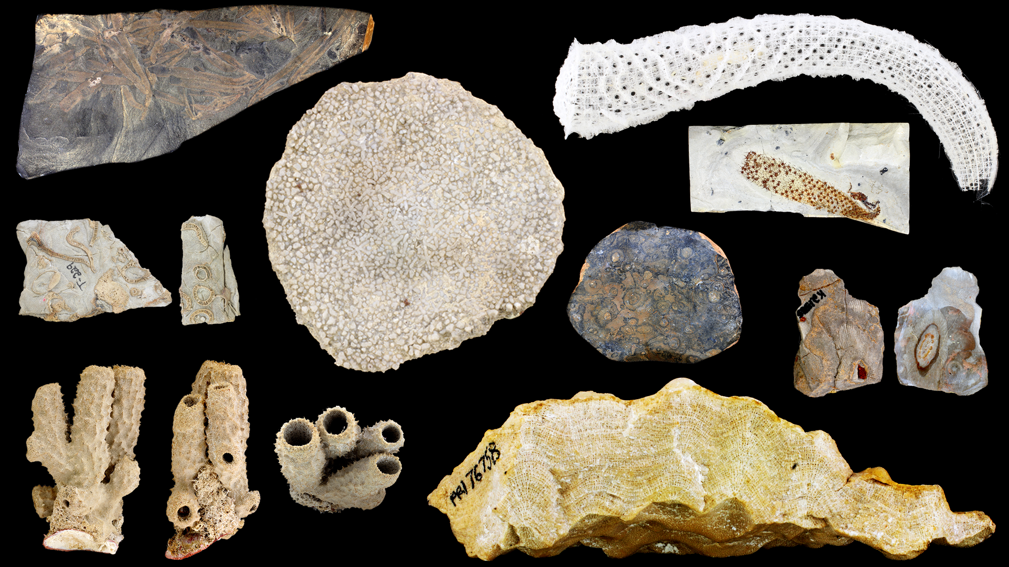 Digital Atlas of Ancient Life Exploring the Diversity and History of