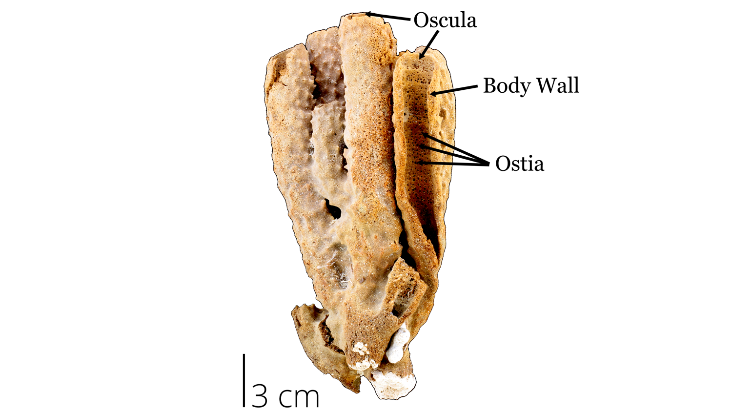 Diagram of a recent sponge with morphology labels